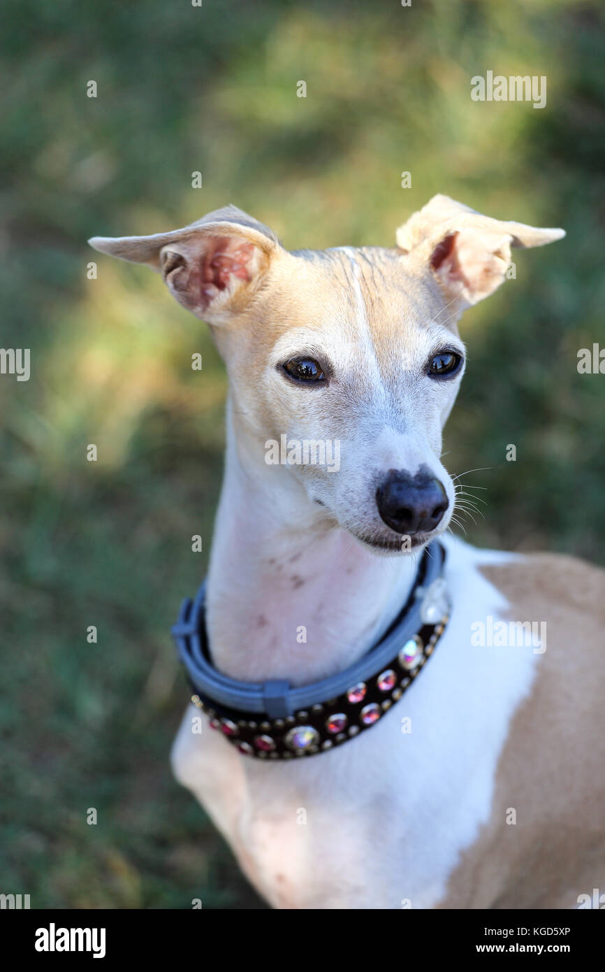 Italian greyhound at a dog park Stock Photo Alamy