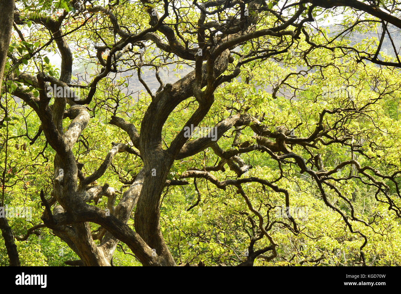 Tree branches with green leaves Stock Photo - Alamy