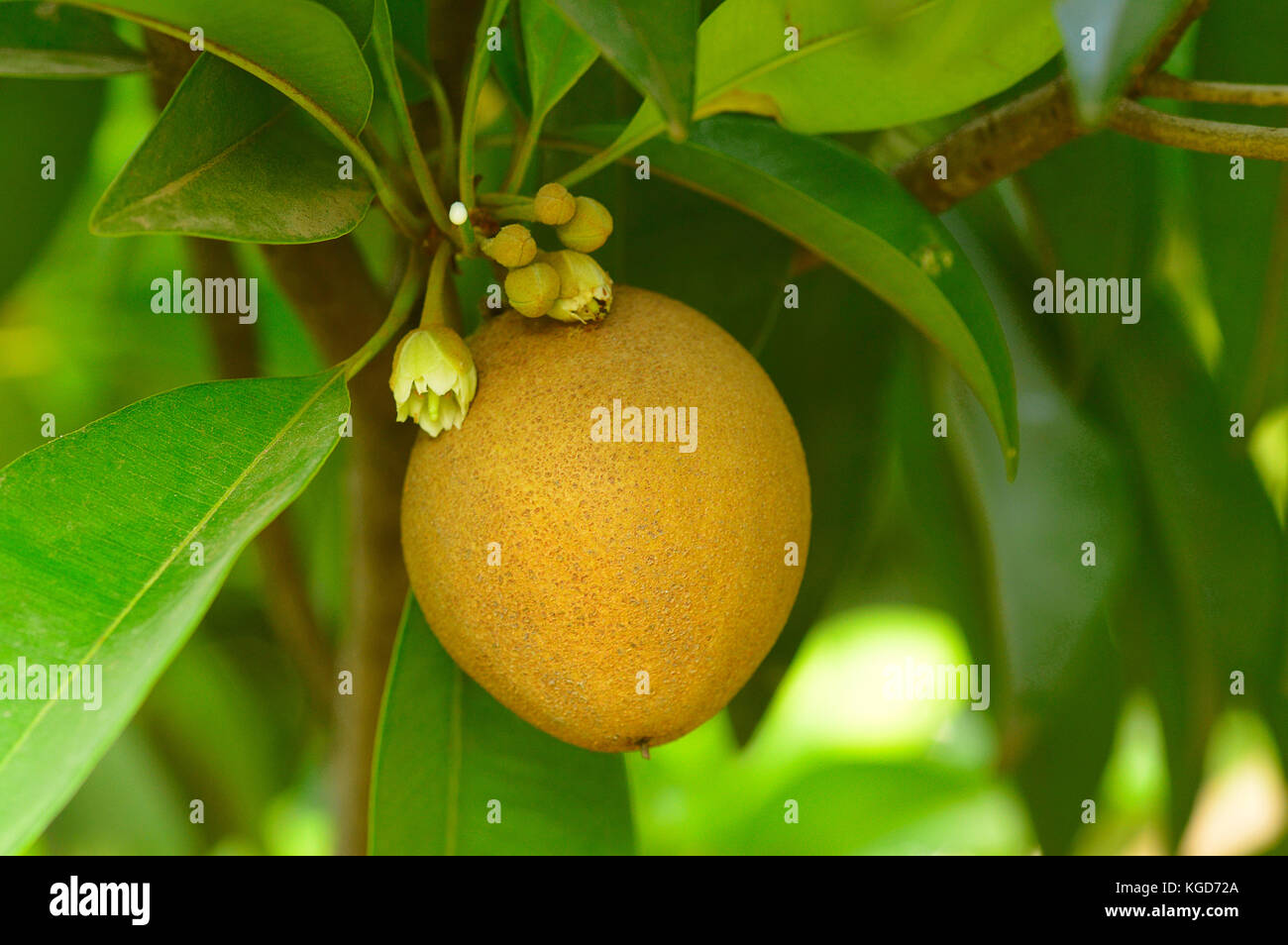 Sapodilla or chickoo fruit on tree Stock Photo
