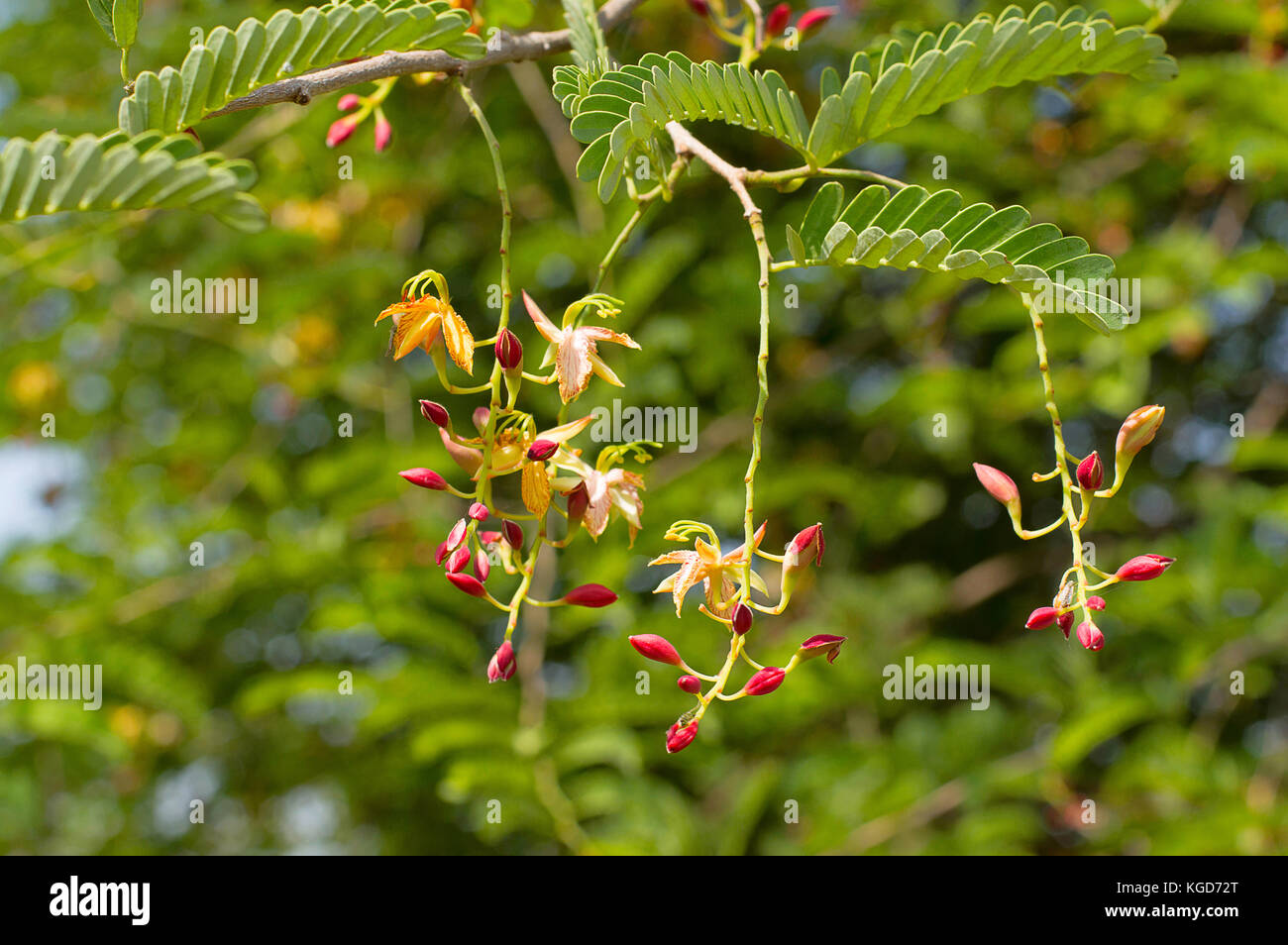 Tamarind Tree High Resolution Stock Photography And Images Alamy Tamarind Tree High Resolution Stock Photography And Images Alamy