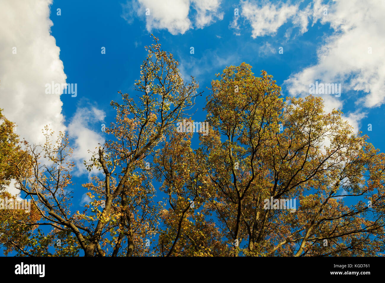 autumn tree with yellow leaves over the blue sky background Stock Photo ...
