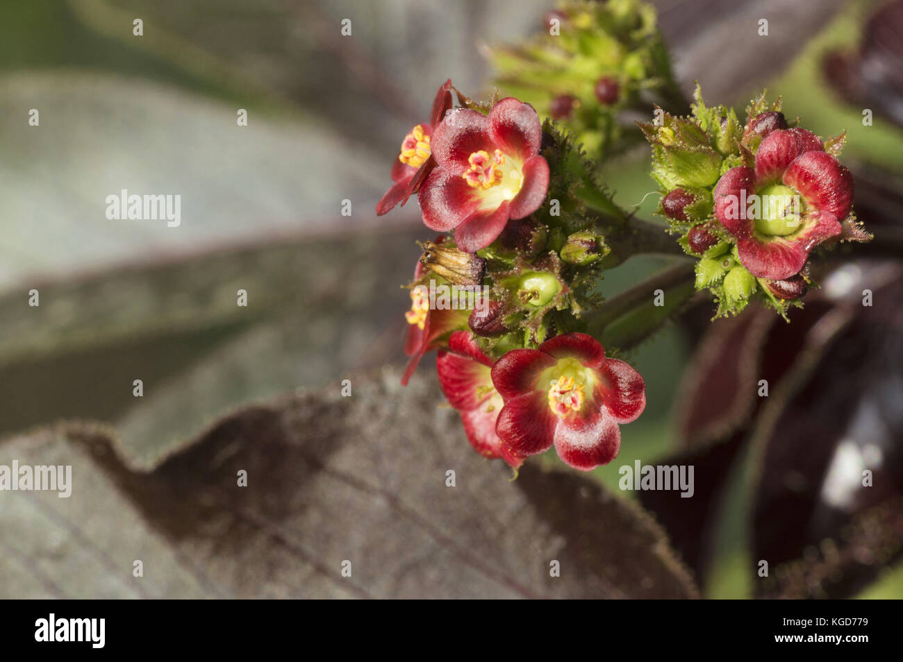 Closeup of little red flowers, near Pune, Maharashtra Stock Photo