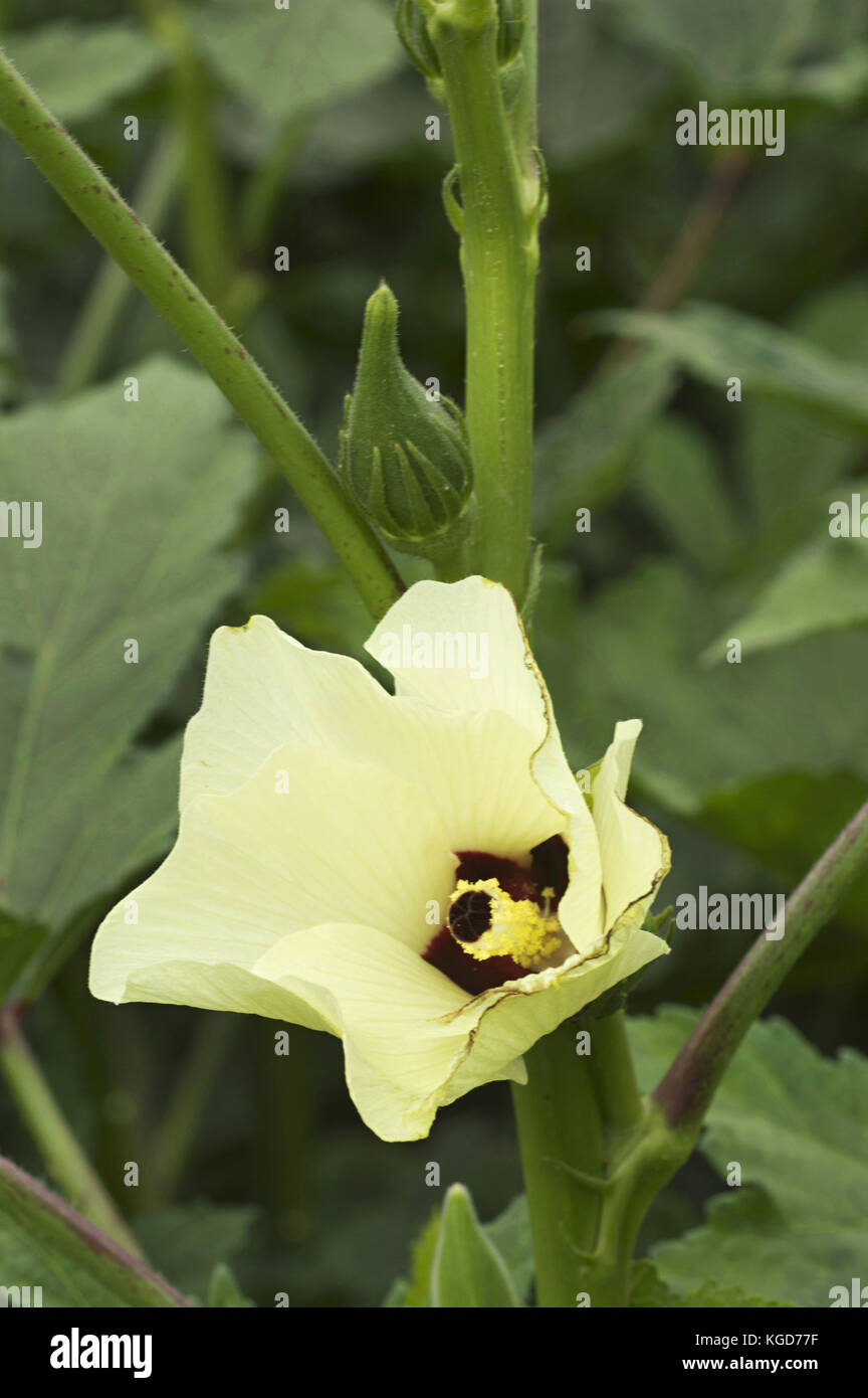 Lady finger plant hires stock photography and images Alamy