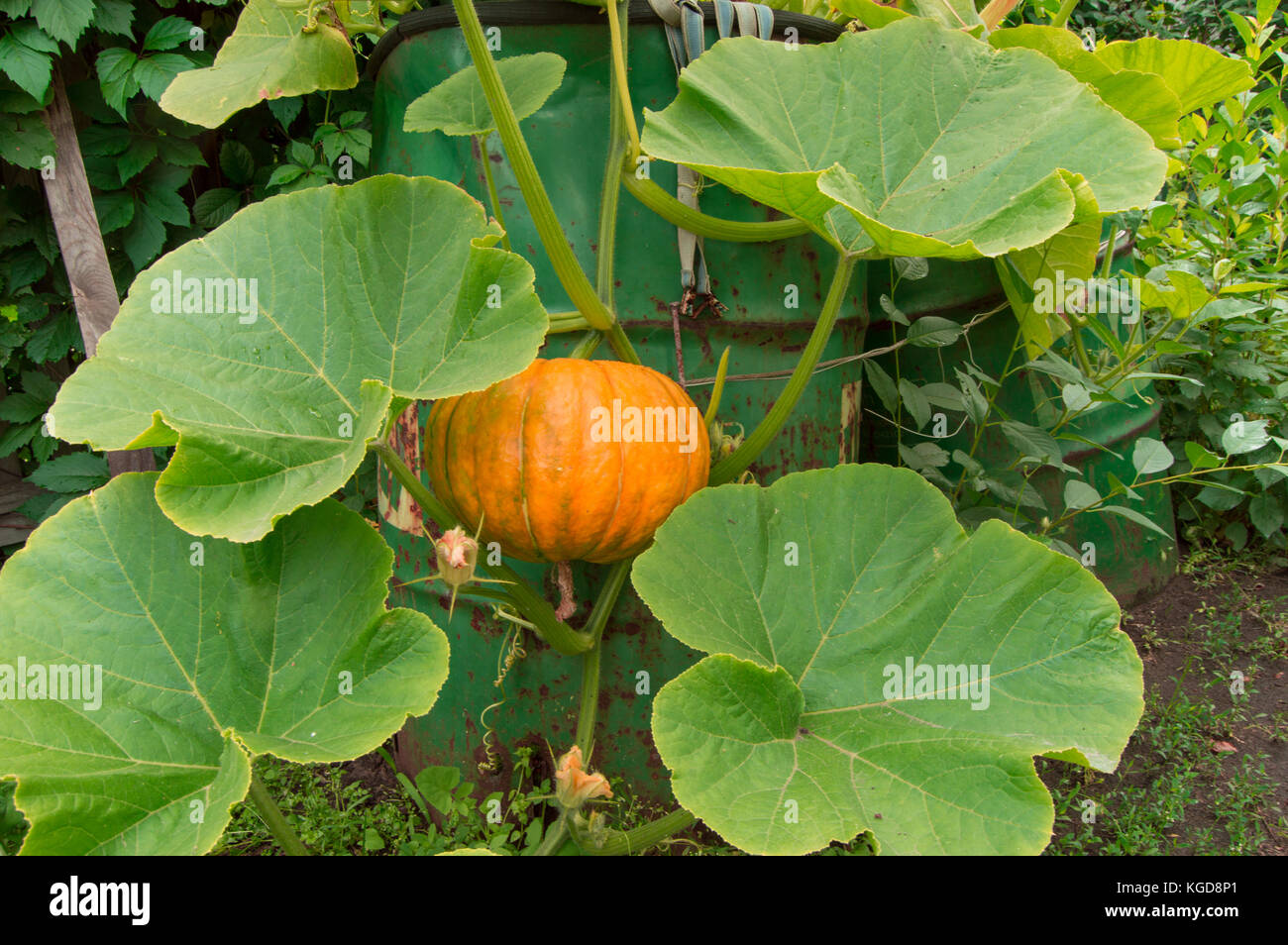 big orange pumpkin growing in the garden Stock Photo - Alamy