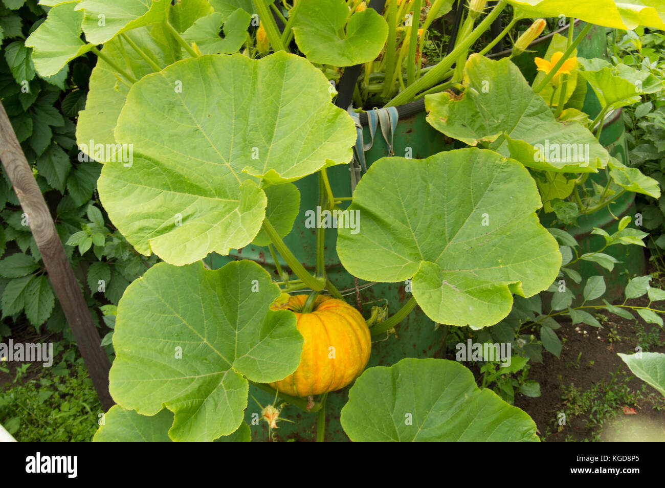 big orange pumpkin growing in the garden Stock Photo - Alamy