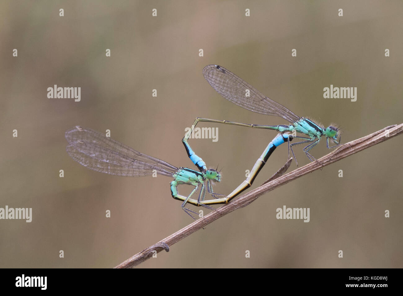 Mating pair of Bluetails Ischnura graellsii. Stock Photo