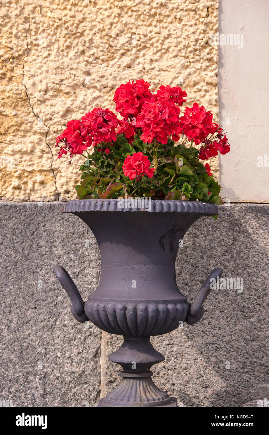 Red flowers in a flower pot. Stock Photo