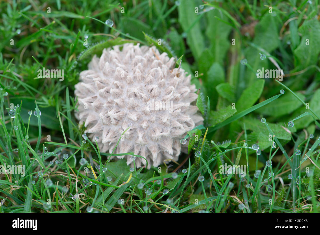 Mosaic Puffball: Lycoperdon utriforme. Young specimen. Sussex, UK. Stock Photo