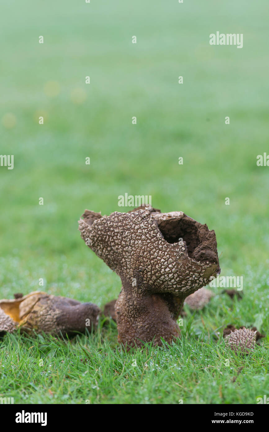 Mosaic Puffball: Lycoperdon utriforme. Sussex, UK Stock Photo