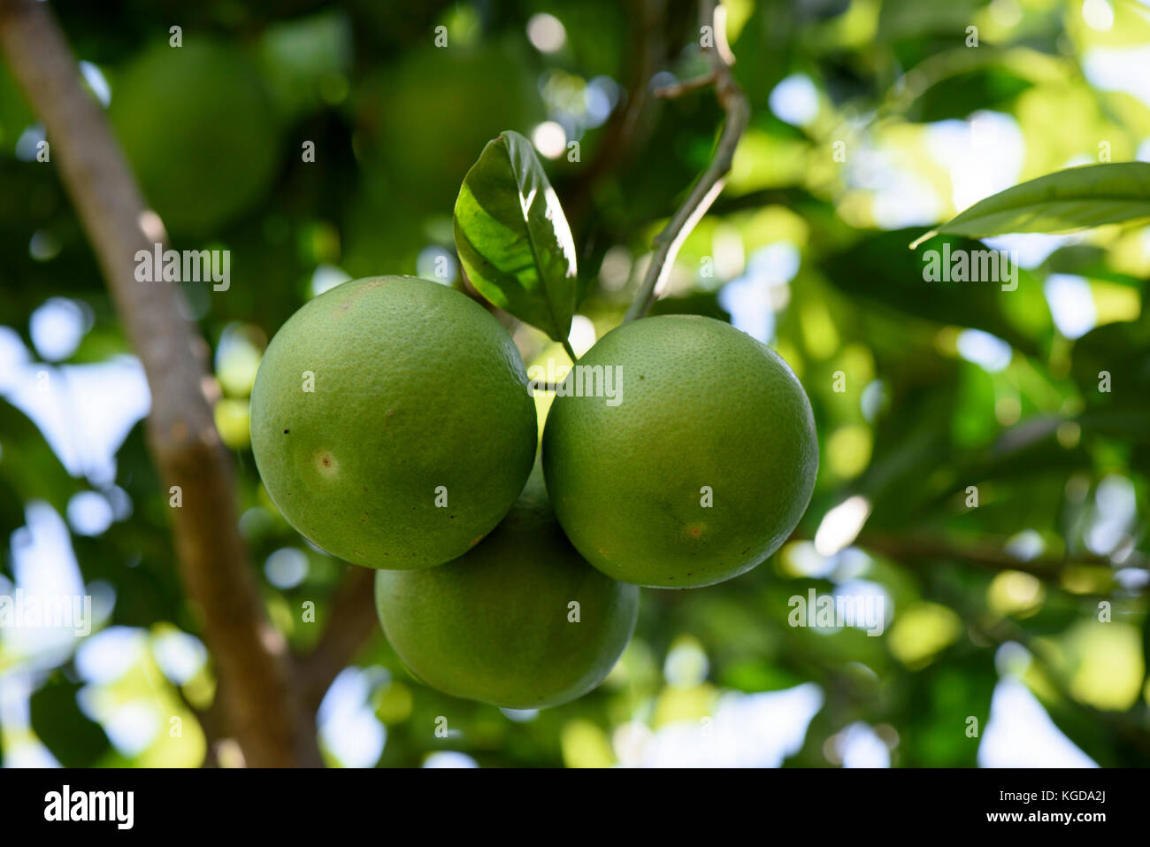 Unripe Orange Fruit grows on the plant, Sicily, Italy Stock Photo - Alamy