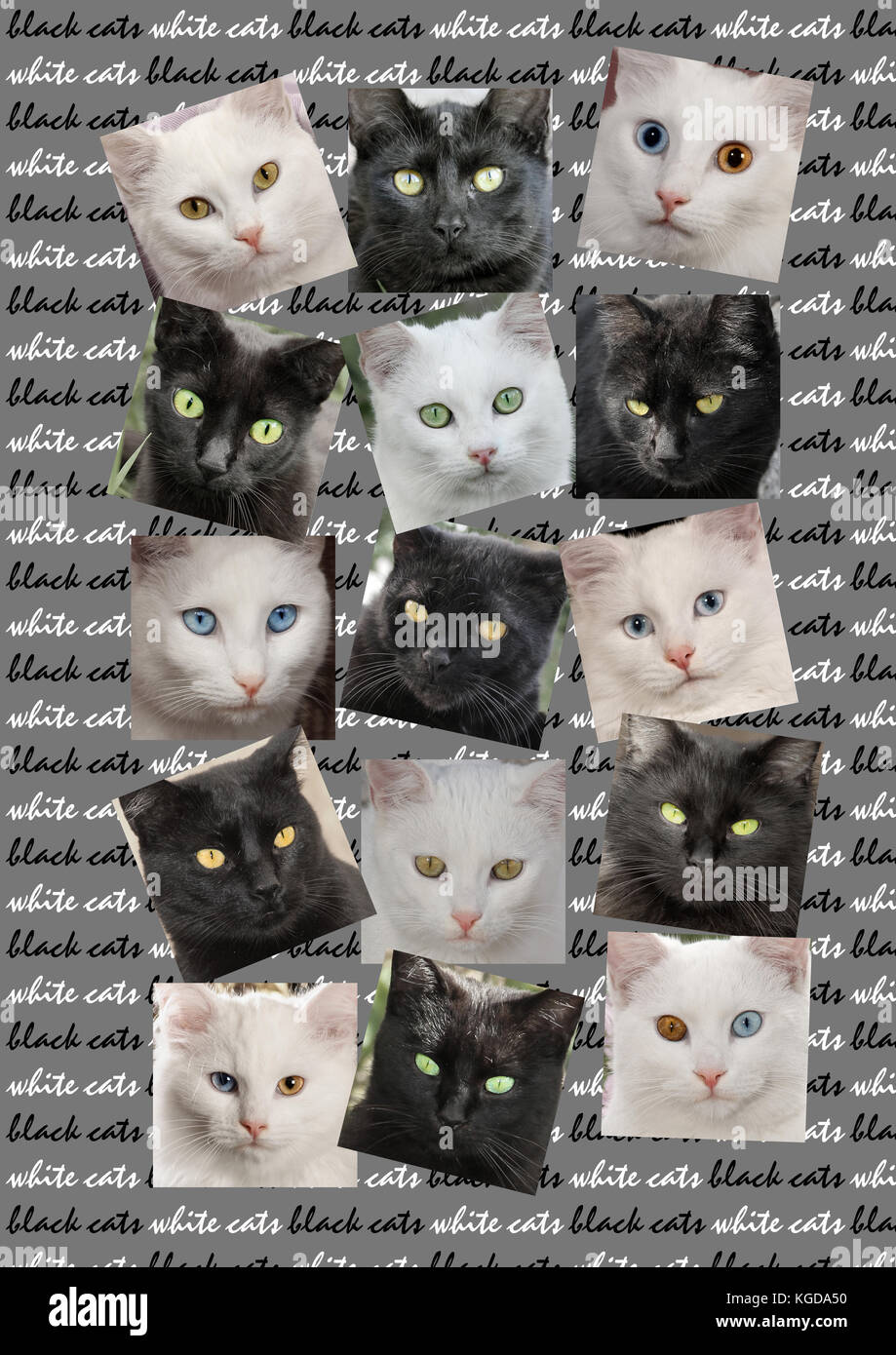 collage of 15 portraits of black cats and white cats Stock Photo