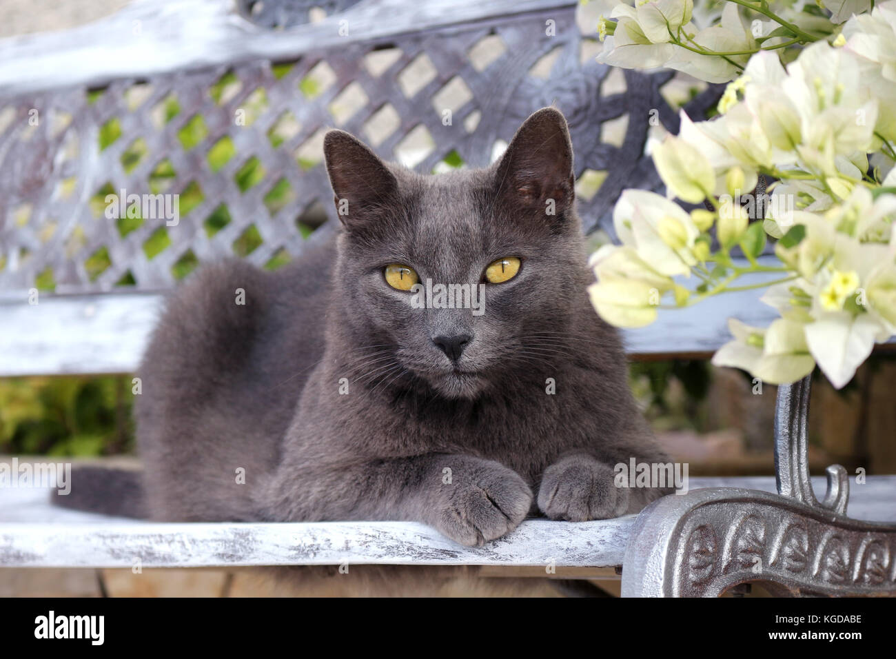 domestic cat, blue, lying on a garden bench Stock Photo - Alamy