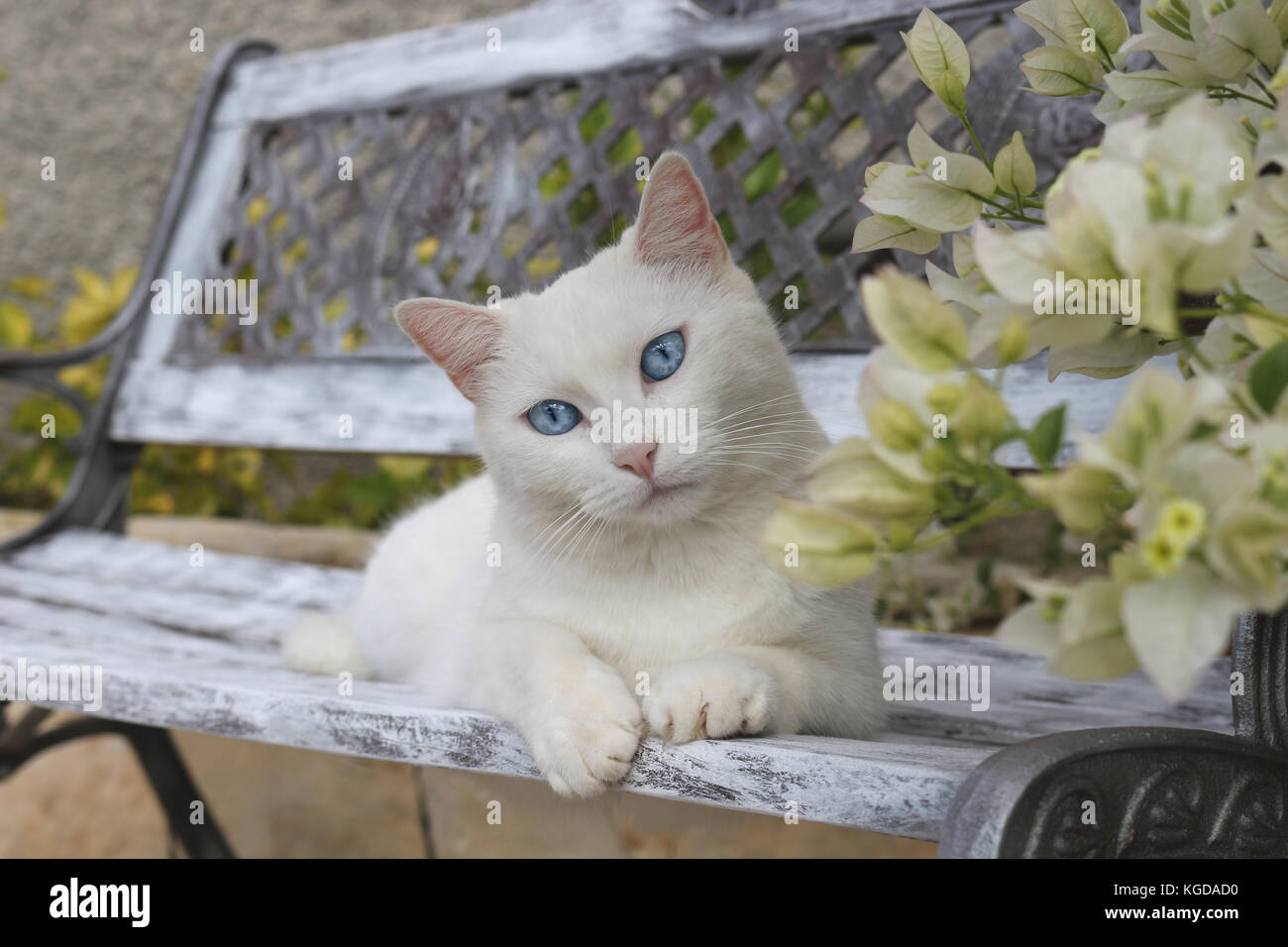 white cat lying on a garden bench Stock Photo Alamy