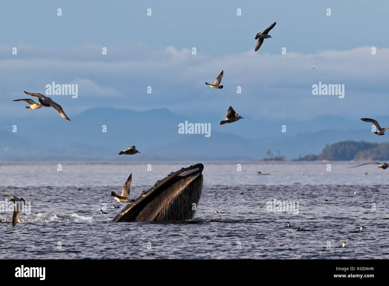Humpback whale (Megaptera novaengliae) trap feeding in front of the British Columbia Coastal Mountains in Queen Charlotte Strait off Vancouver Island, Stock Photo