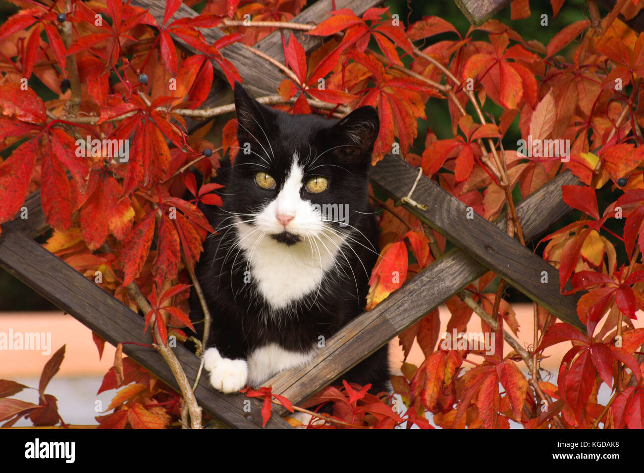 domestic cat, tuxedo, in autuum leaves Stock Photo