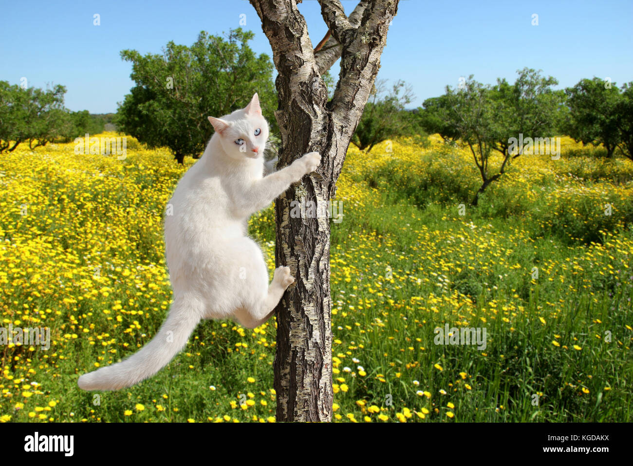 Cat climbing tree hi-res stock photography and images - Alamy