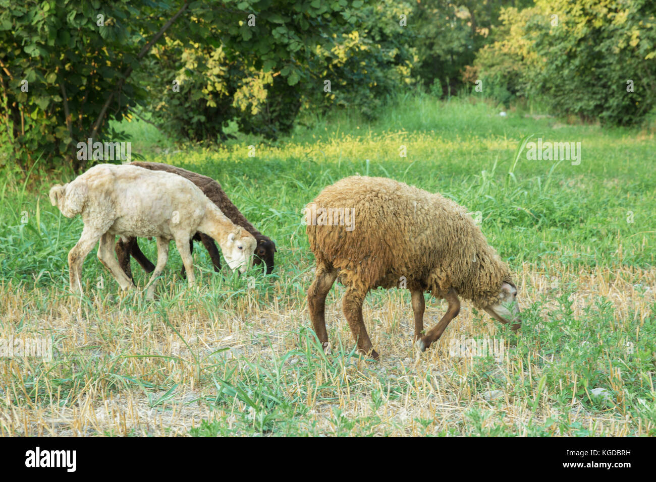 Herd of sheep grazing in green meadows Stock Photo - Alamy