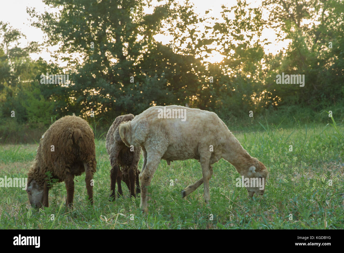 Herd of sheep grazing in green meadows Stock Photo - Alamy