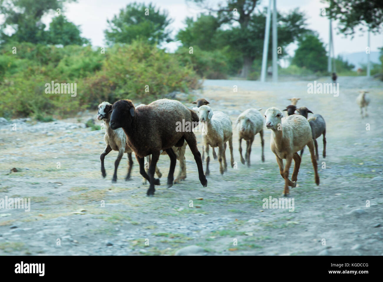 Herd of sheep grazing in green meadows Stock Photo - Alamy