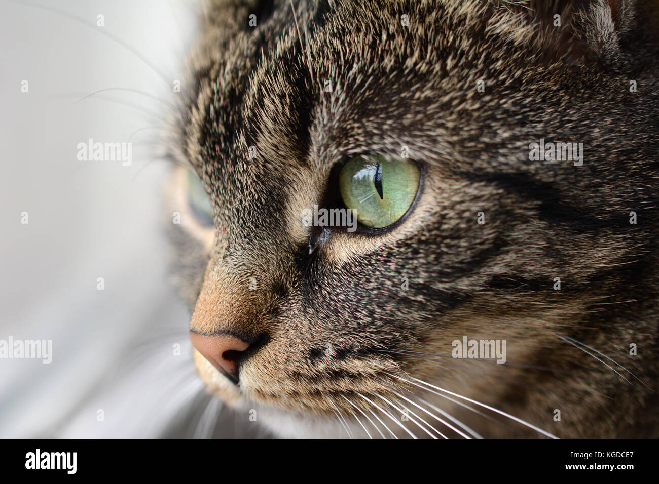 Close-up of cat's face with big, green eyes Stock Photo