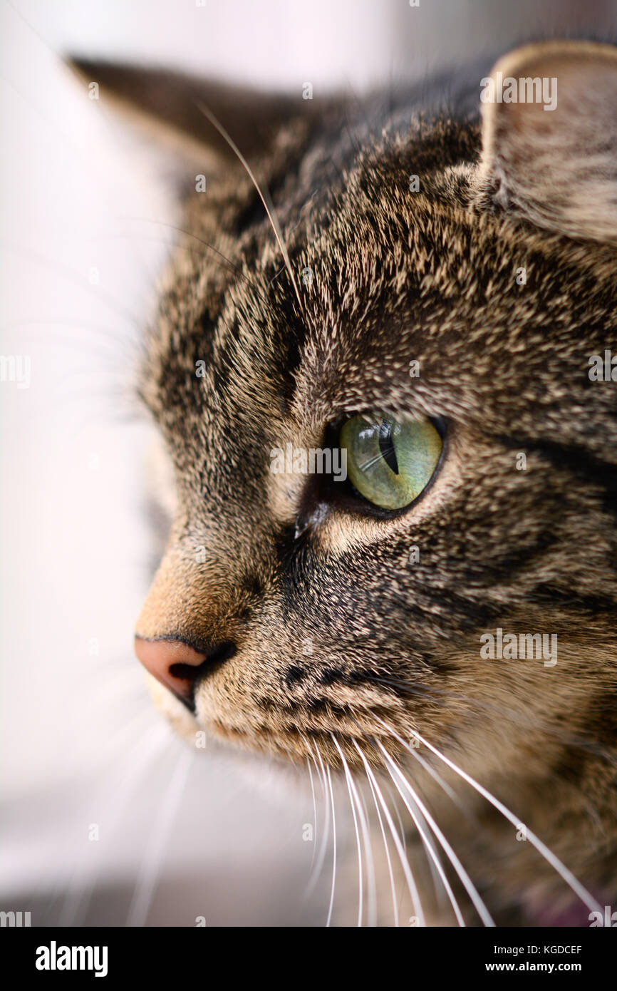 Head of a tabby cat with big, green eyes staring at something Stock Photo