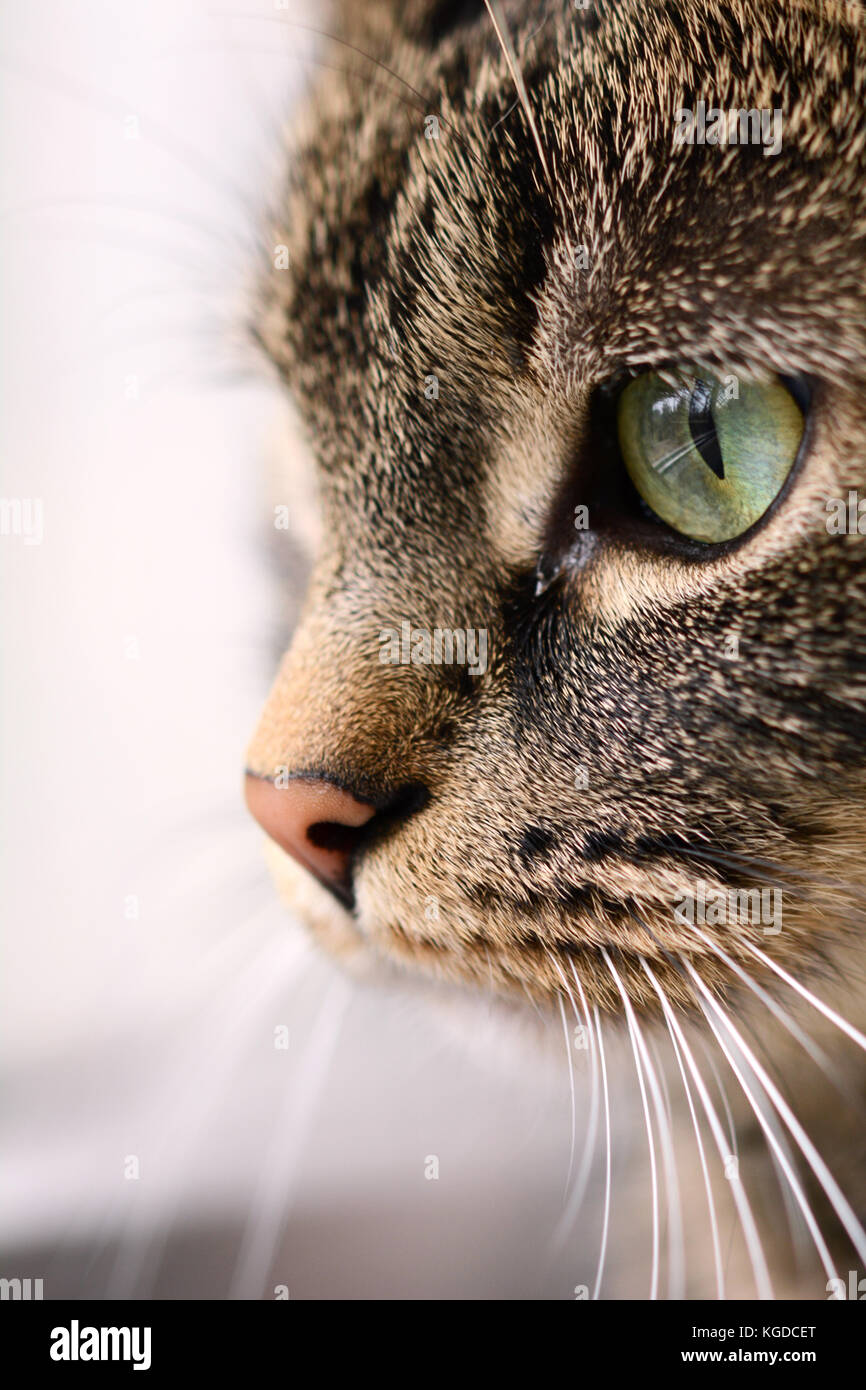 Close-up of cat's face with big, green eyes staring at something Stock Photo