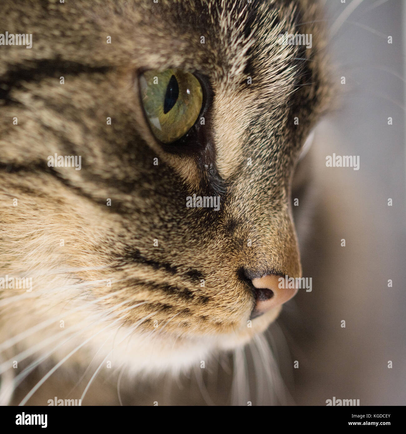 Close-up of cat's face with big, green eyes and white whiskers Stock Photo