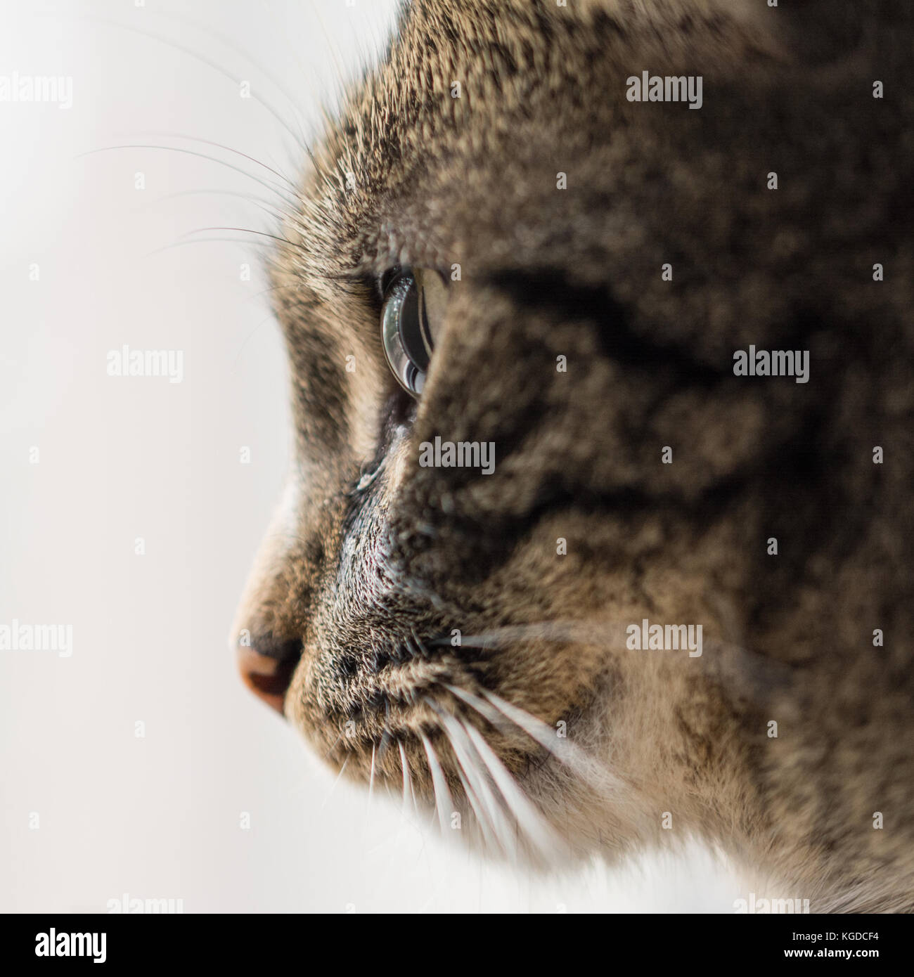 Close-up of cat's profile on white background Stock Photo