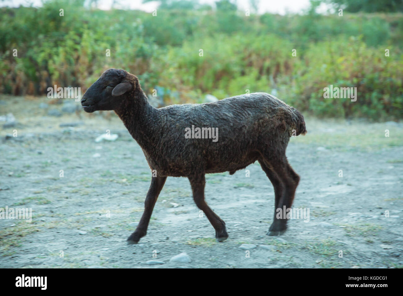 Herd of sheep grazing in green meadows Stock Photo - Alamy