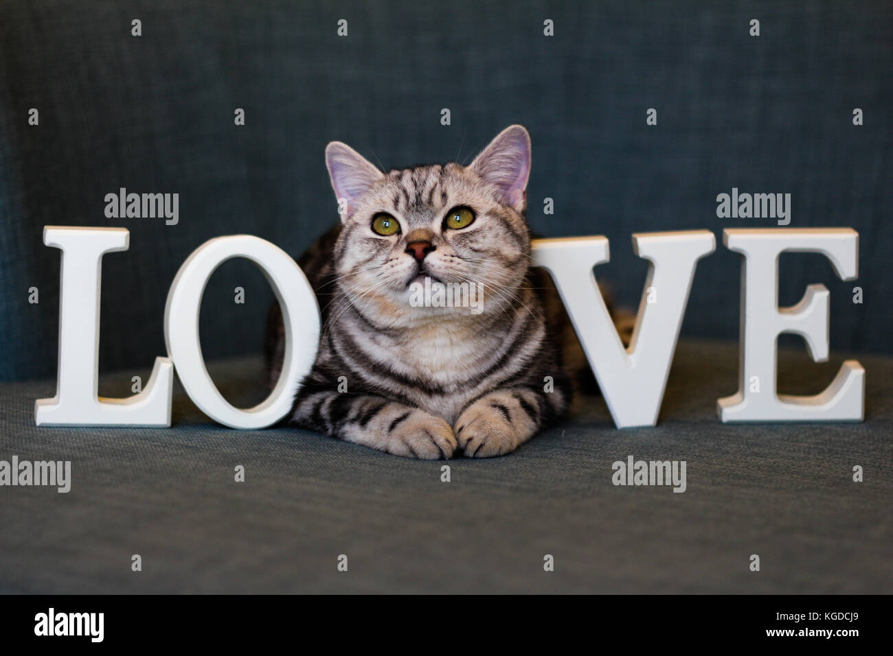 Beautiful Pedigree Cat - LOVE Stock Photo