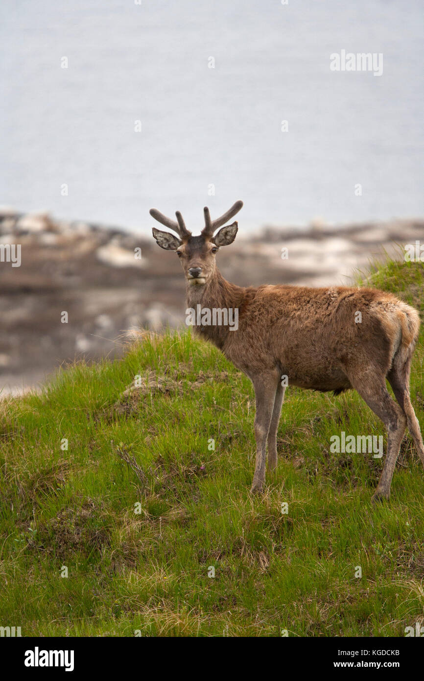 Red Deer, Cervus elaphus, portrait of single adult male standing on hillside. Glen Garry, Highland, Scotland, UK. Stock Photo
