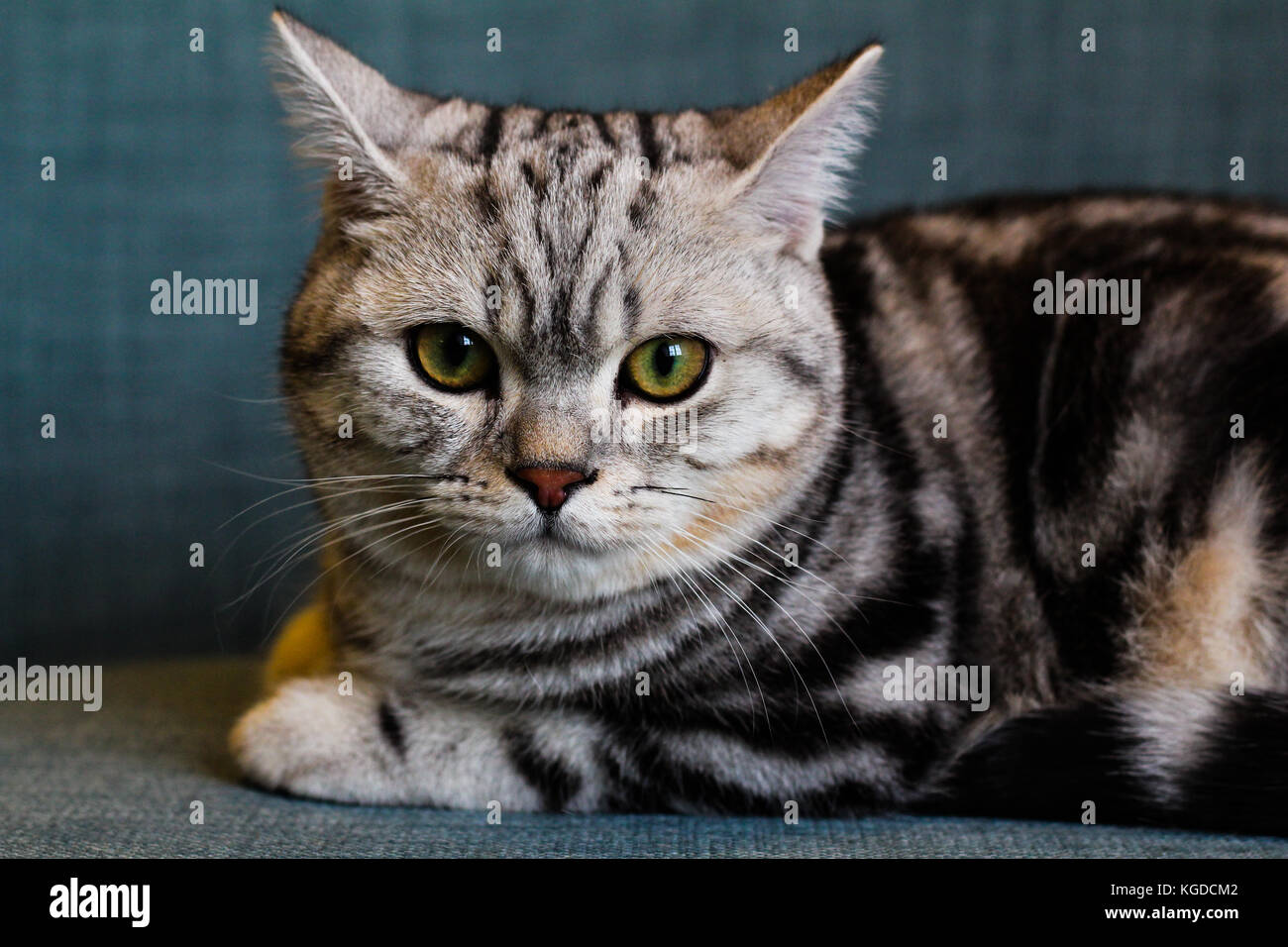 Beautiful Pedigree Cat Stock Photo Alamy