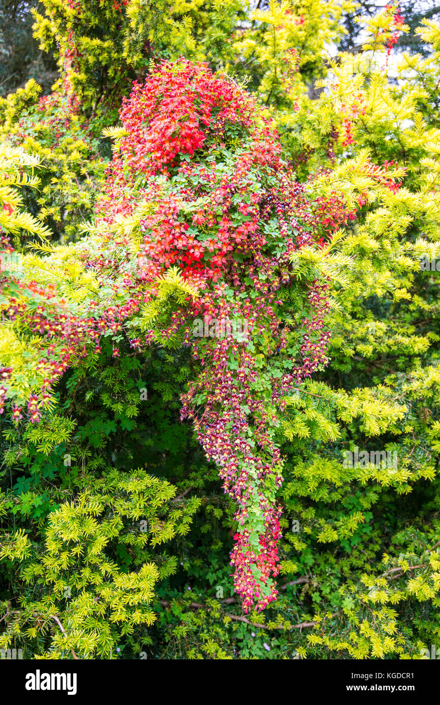 Beautiful Bush. An example of the wonder of nature. Lifeconfirming and