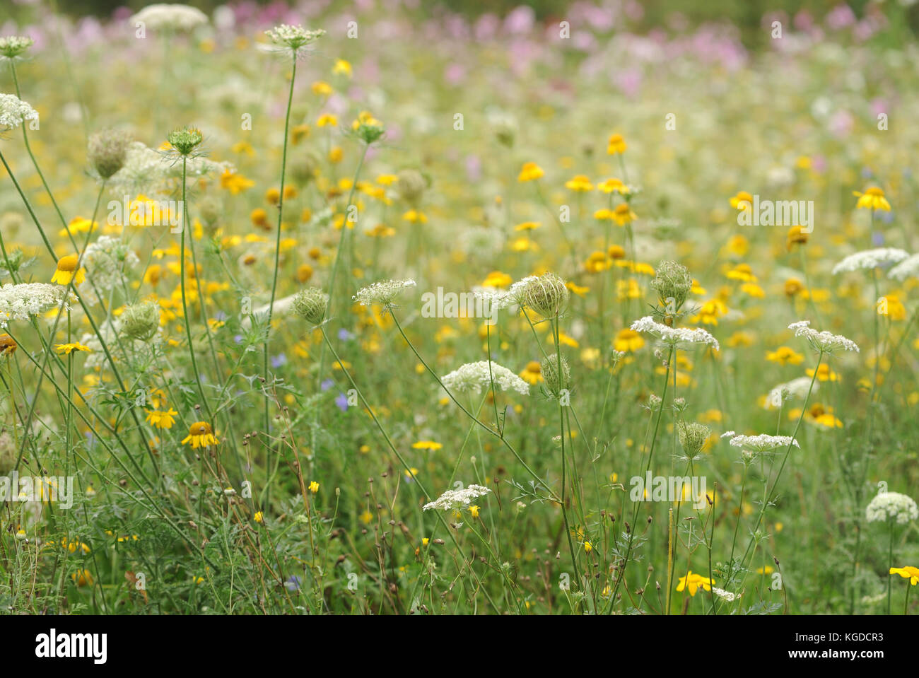 Wild flowers planted in Sid Meadow on the banks of the River Sid in Sidmouth. Sidmouth, Devon, UK. Stock Photo