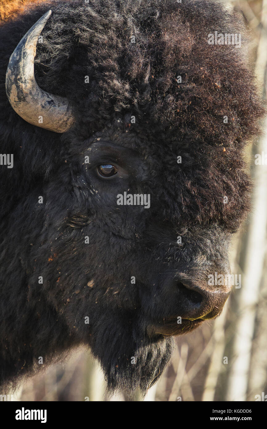 Bison portrait in autumn at Elk Island National Park, Alberta, Canada Stock Photo