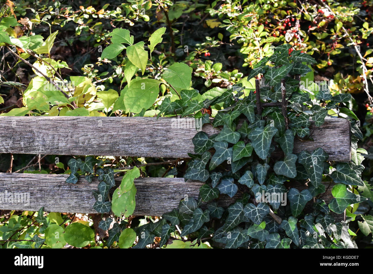 Ivy, red berries and other natural growth overtaking old wooden bench in overgrown vegetated area Stock Photo