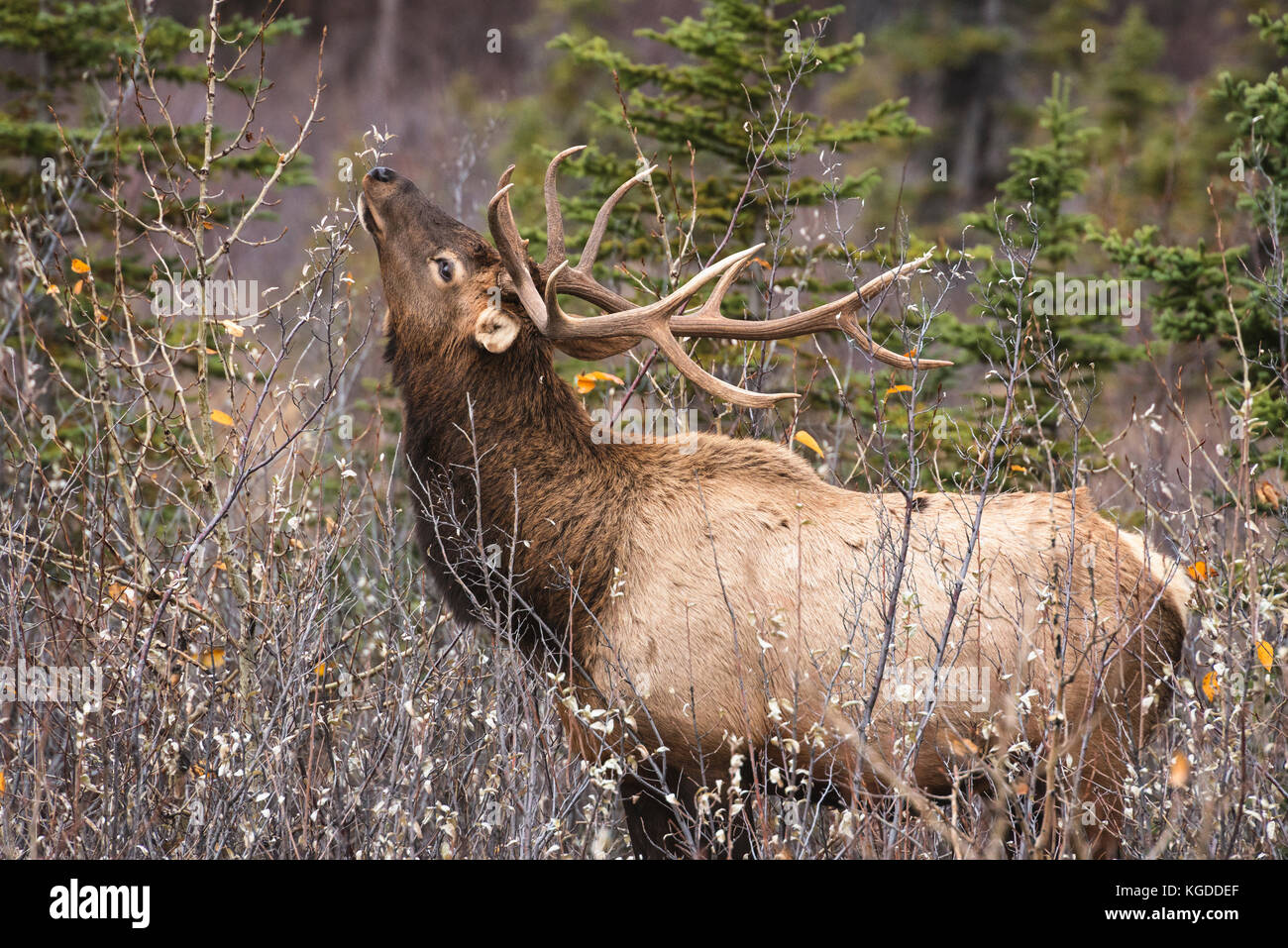 Bull Elk (Cervus canadensis) in Jasper National Park, Alberta, Canada Stock Photo