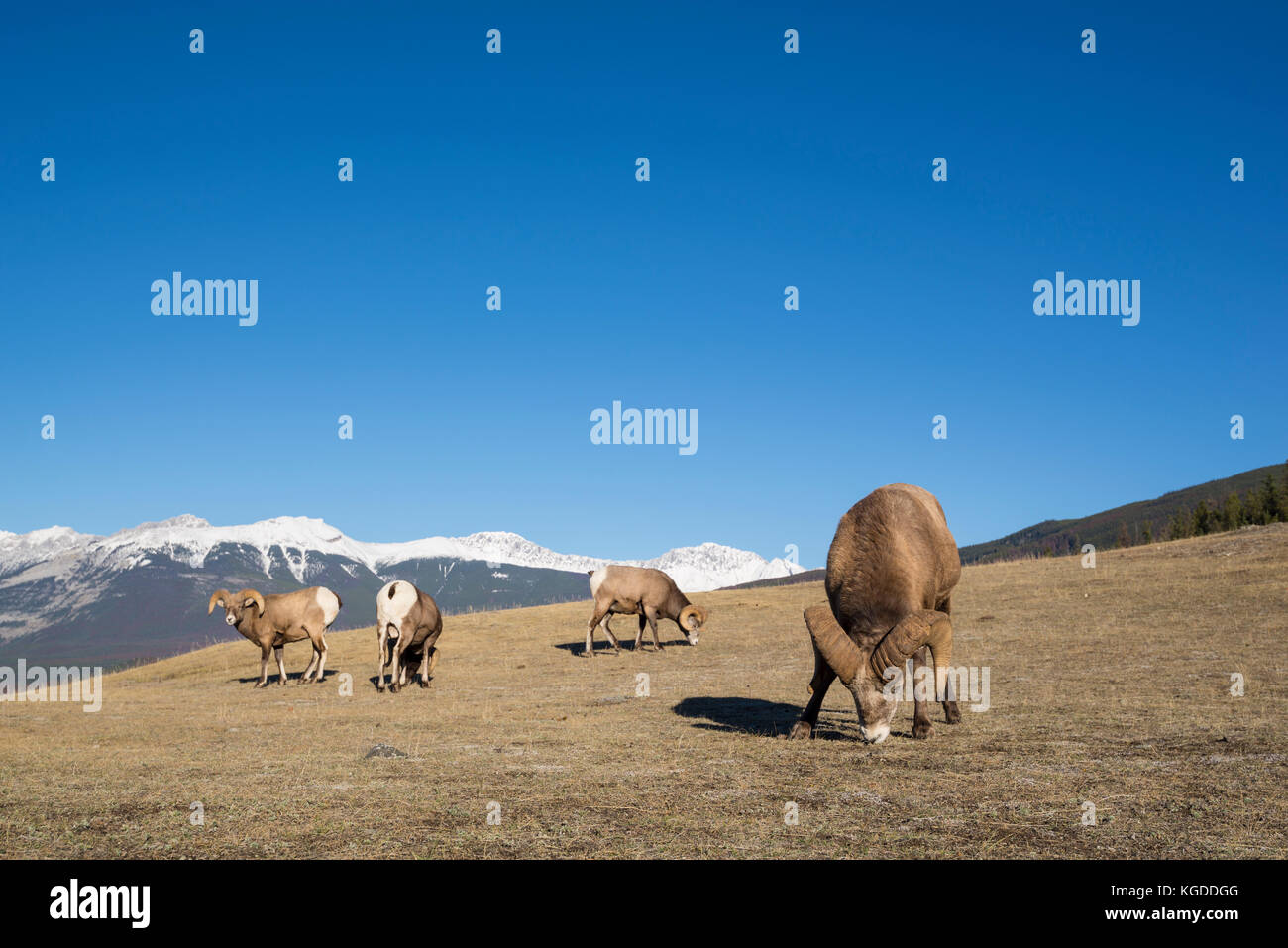 Four Rocky Mountain Bighorn Sheep Rams (Ovis canadensis) grazing on a ...