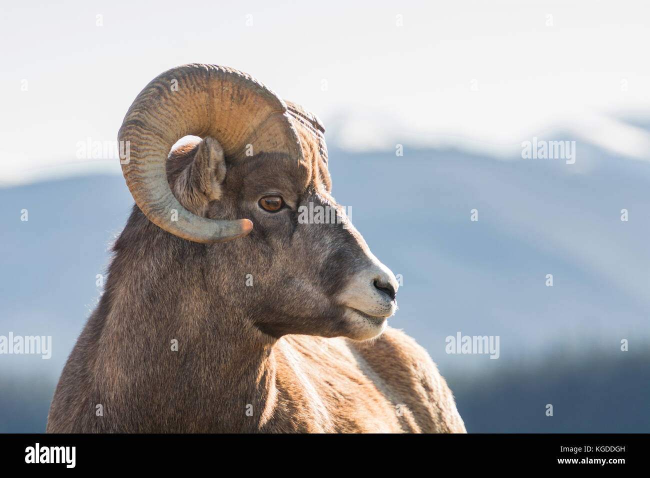 Portrait of a Rocky Mountain Bighorn Sheep Ram (Ovis canadensis) with ...