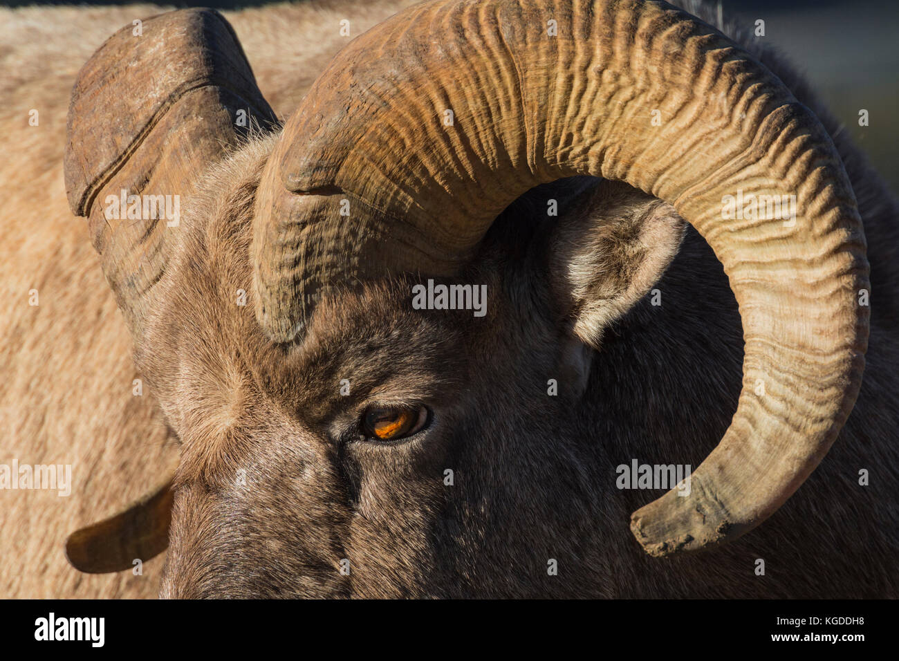 Close up detail portrait of a Rocky Mountain Bighorn Sheep Ram (Ovis ...
