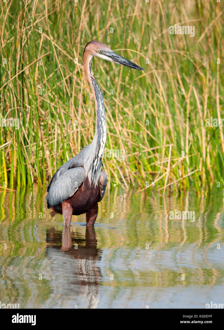 African heron hi-res stock photography and images - Alamy