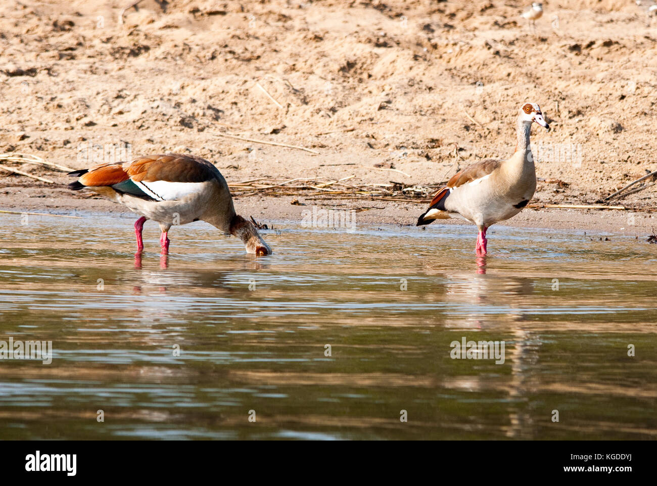 Egyptian geese (Alopochen aegyptiaca) in the St. Lucia estuary, South Africa. Stock Photo