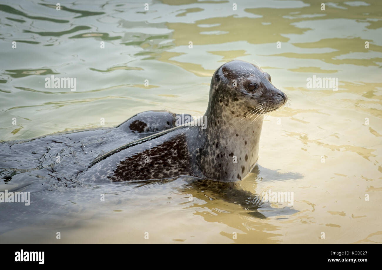 October 2017, young seals relax at The Cornish Seal Sanctuary, Gweek