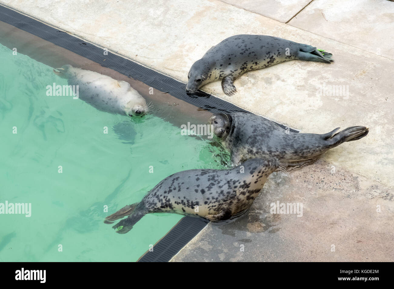 October 2017, young seals relax at The Cornish Seal Sanctuary, Gweek