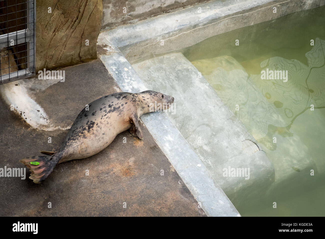 October 2017, a young seal relaxes at The Cornish Seal Sanctuary, Gweek ...