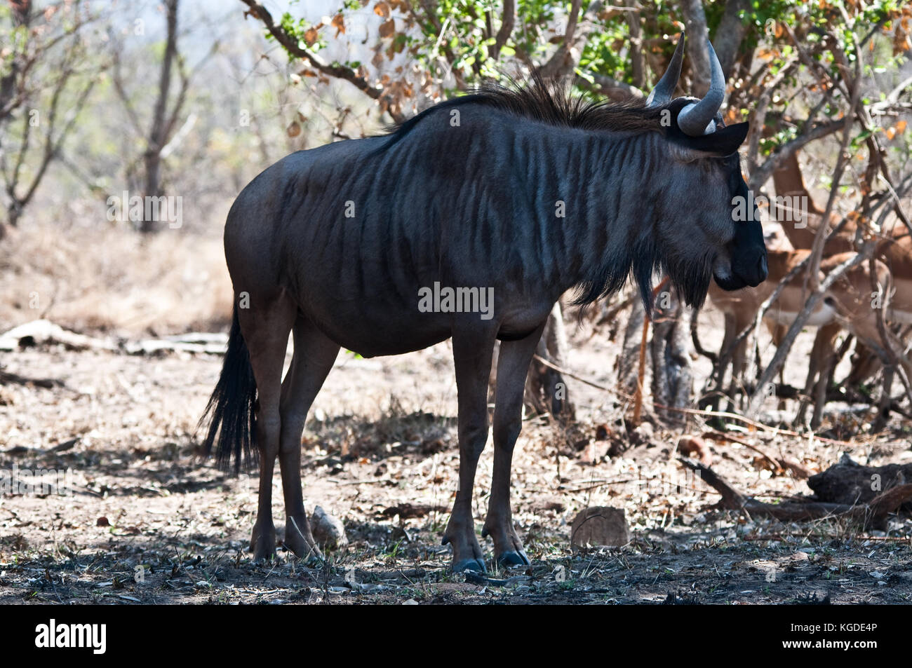 A Blue Wildebeest (Connochaetes taurinus) stands in front of some Impala in the African Bushveldt. Stock Photo