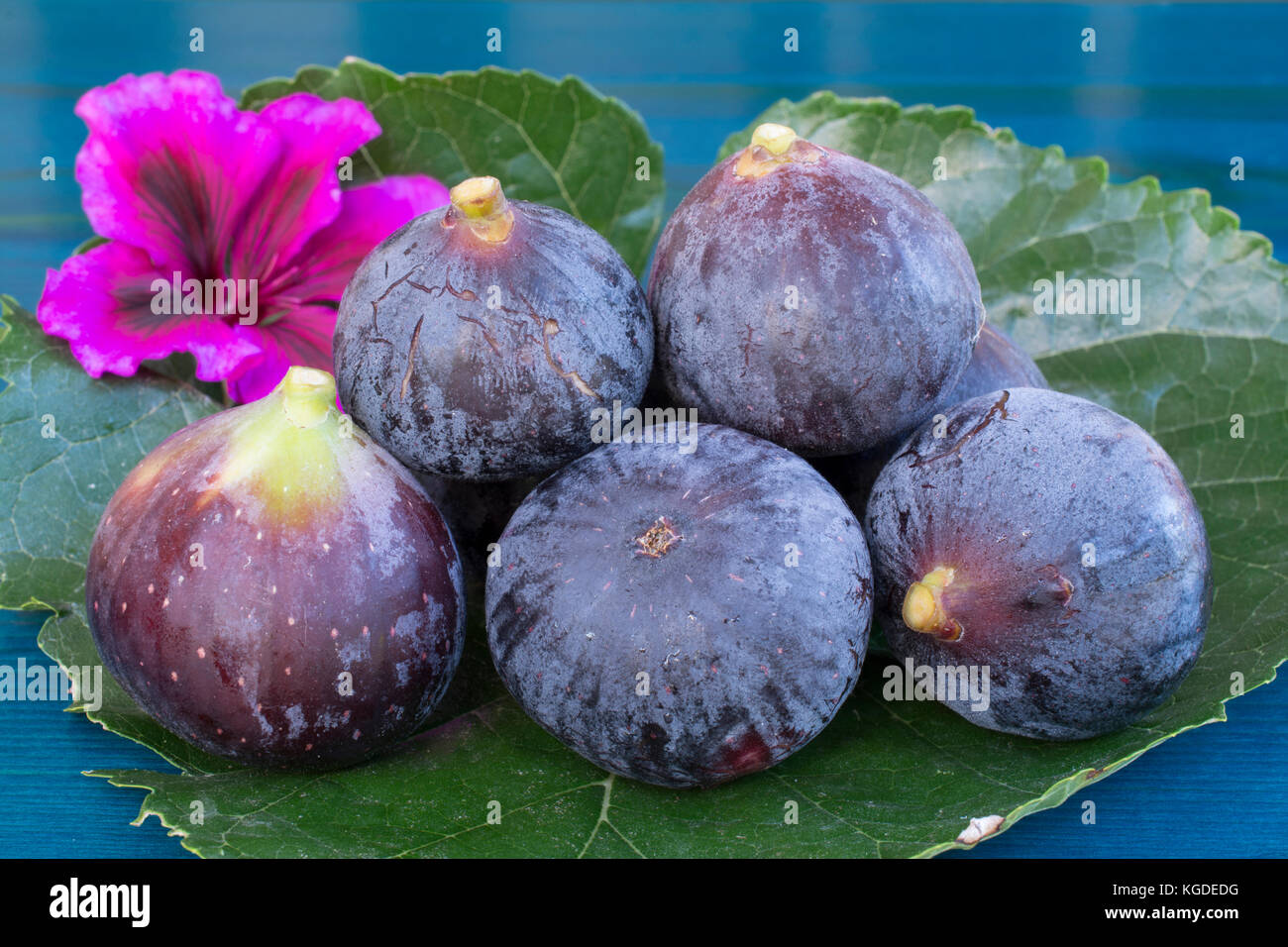 Several ripe blue figs and pink flower on big mulberry leaf over blue
