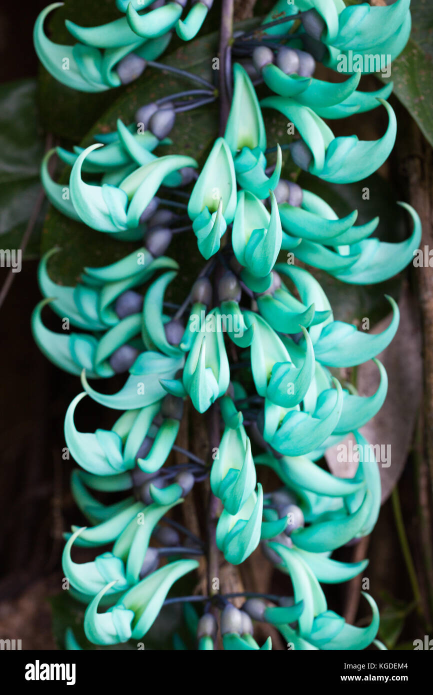 Jade Vine (Strongylodon macrobotrys) in flower (native to the Philippines). Cow Bay Hotel