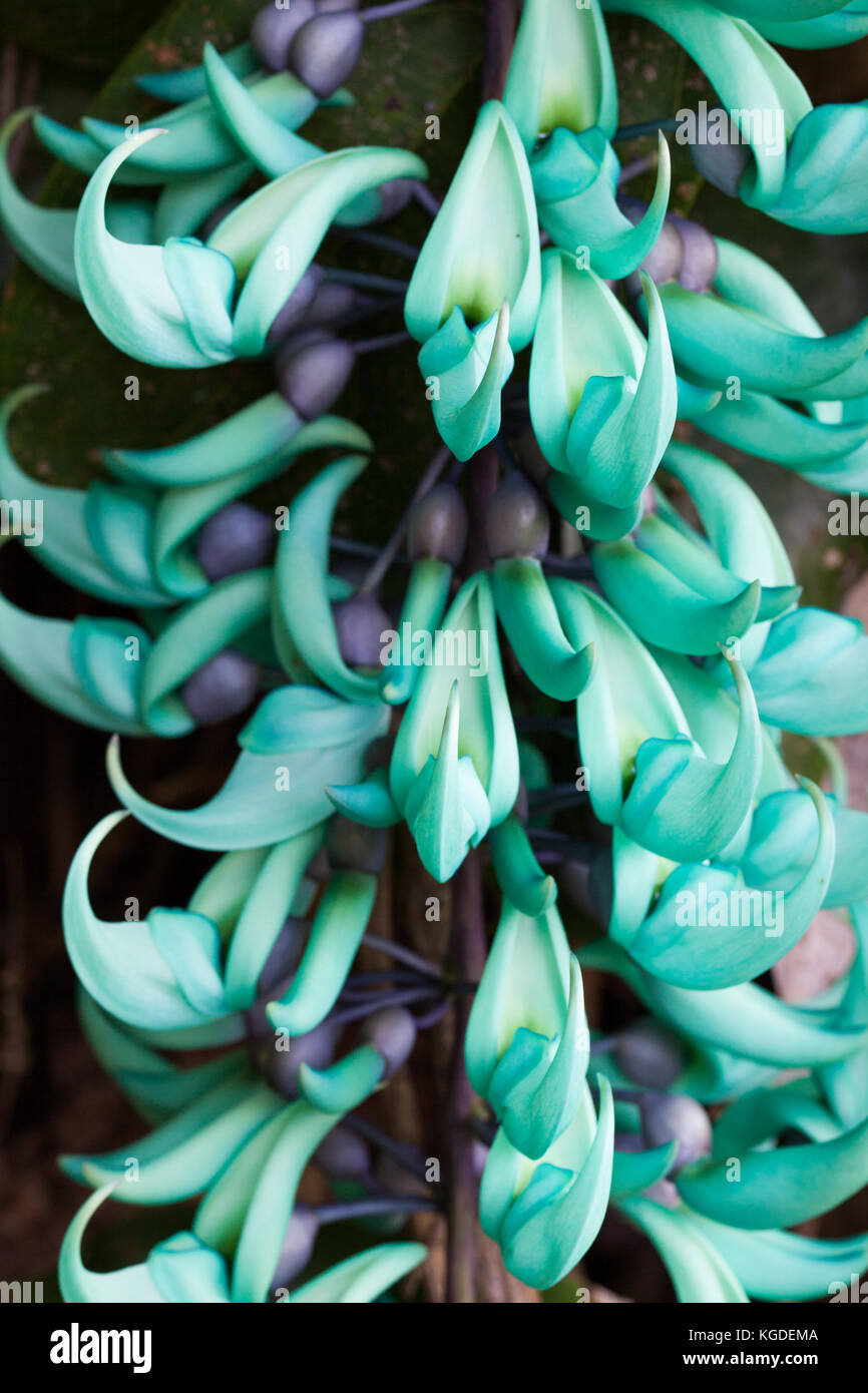 Jade Vine (Strongylodon macrobotrys) in flower (native to the