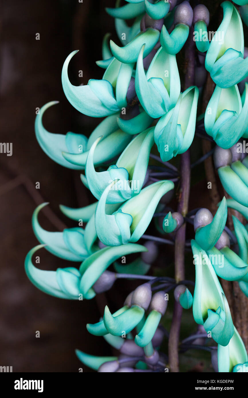 Jade Vine (Strongylodon macrobotrys) in flower (native to the